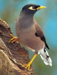 Common_Indian_Myna