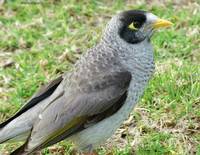 Noisy_Miner