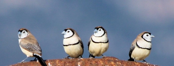 Double-barred Finch 10-6-12 Home