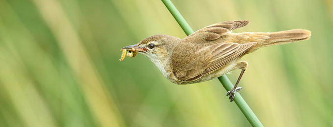 Australian_Reed-Warbler_B14X6678_Jerra_680x260