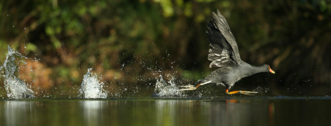 Dusky_Moorhen_B14X7800_Queanbeyan_680x260