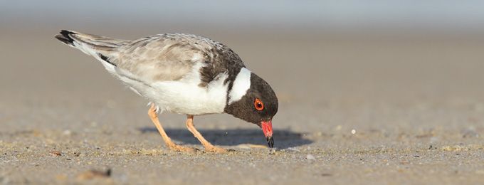 Hooded_Plover_4F5A6628_Tura_Beach_680x260