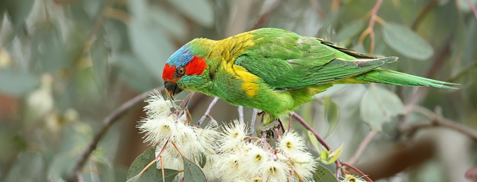 Musk_Lorikeet_B14X6688_Cook_680x260