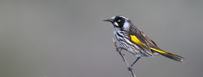 New_Holland_Honeyeater_4F5A1812_Haycock_680x260