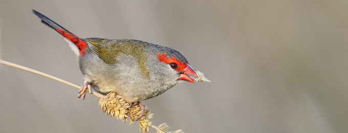 Red-browed_Finch_4F5A7632_Jerra_680x260