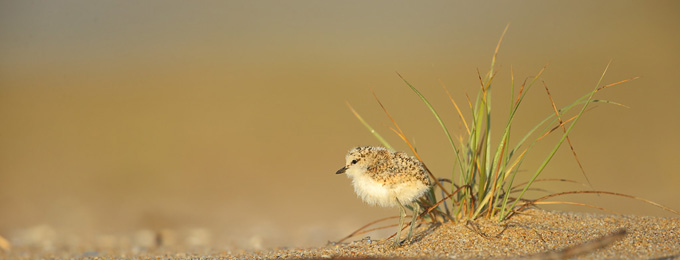 Red-capped_Plover_chick_B14X3826_Tathra_pano2_680x260