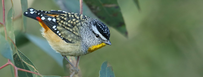 Spotted_Pardalote_B14X0578_Canberra_2_680x260