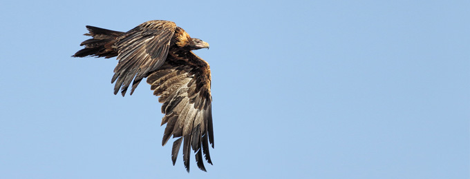 Wedge-tailed_Eagle_MG_8134_Queanbeyan_2_680x260